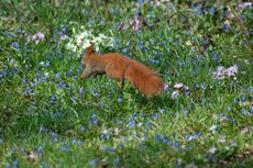 Eichhörnchen-Flucht 01.JPG